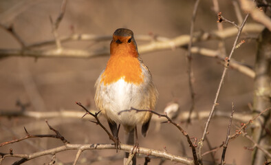 Eurasian Robin stood tall singing in a tree, with branches in the foreground and a blurred autumnal looking background.