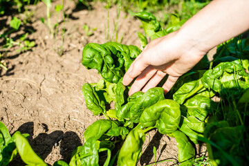 Naklejka na ściany i meble Hands of a young woman in an apron, who is engaged in agriculture, holds sprouts of greenery, peas. The concept of a healthy lifestyle, home farming. Spring farming theme.