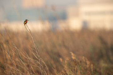 Common Kingfisher perched on tall grass, Bahrain