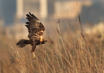 Eurasian Marsh takeoff at Asker Marsh, Bahrain