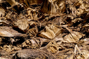 Beautiful texture of the big coconut palm trunk