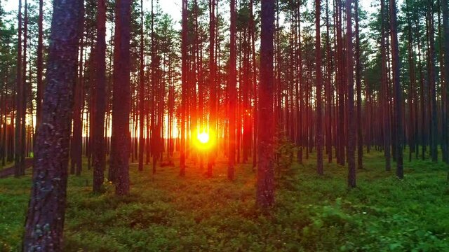 Beautiful forest with long trees trunks, green grass carpet and flickering shining red sunset sun, lateral motion view