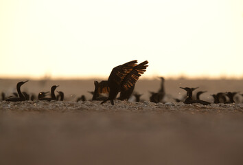 A backlit image of  Socotra cormorants hatching its egg at Hawar island, Bahrain. The largest breeding site in Gulf.