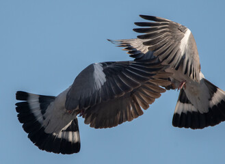 Two wood pigeons fighting with a blue sky
