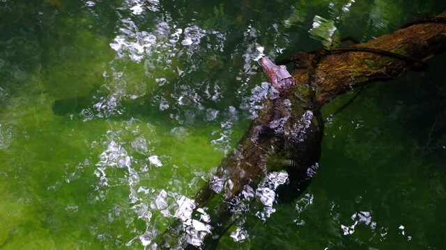 An alligator is resting in the river.