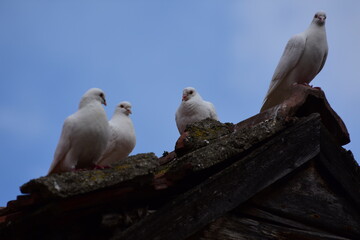 White doves on a ceramic tile roof