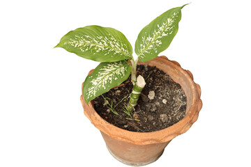 Dieffenbachia plant in pot Brown on white background