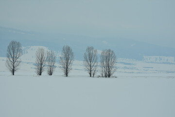 Fototapeta na wymiar Line of trees on a snow covered field