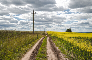 Fototapeta na wymiar Rural dirt road in bloom rapeseed field, farmland landscape
