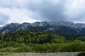 Forest with several shades of green, with mountains in the background