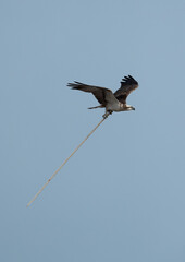 Osprey carrying nesting material at Hawar island of Bahrain