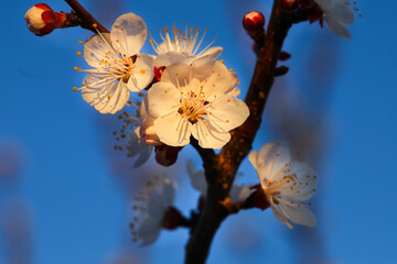 Apricot tree flowers on blue sky
