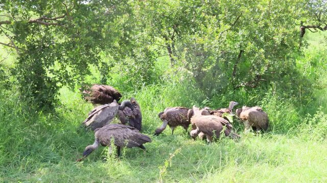 Big Lappet Faced Vulture bullies smaller Vultures at scavenged carrion