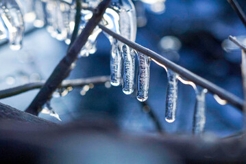 Eiszapfen am Ast eines Busches mit Bokeh