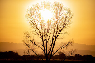 太陽の木