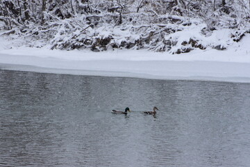 Pair of ducks on a rover in the winter