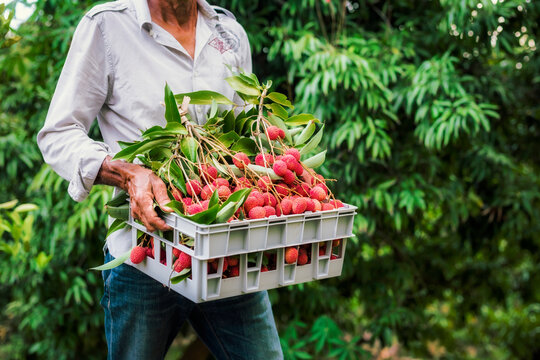 Farmer carrying a basket full of freshly picked red lychees