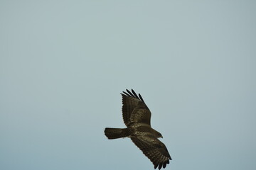 Predator bird with white and brown feathers, probably Accipiter nisus