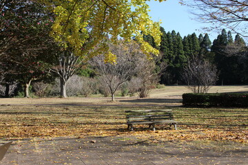 公園のベンチと紅葉