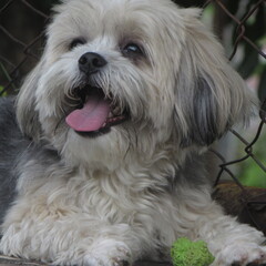 shih tzu dog