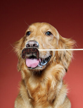 Close-up of Golden Retriever with artificial mustache against red background