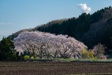 田舎の桜