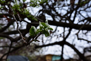 Winter apple tree starting to grow leaves