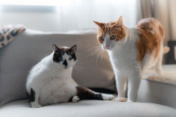 a brown and white cat and a black and white cat interact on the sofa under the window
