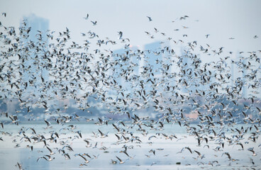 Huge flock of Black-headed gulls in flight at Eker creek, Bahrain