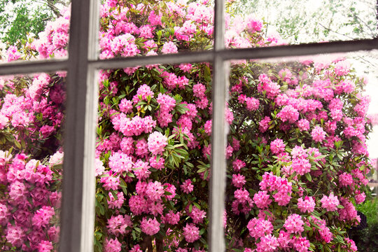 Pink flowers blooming on tree seen through glass window