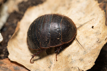 Eupolyphaga sinensis on a dead leaf 