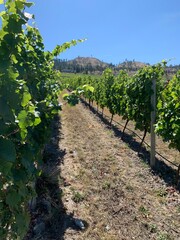 Obraz premium Down the vine row