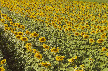 Sun flower gasden on vintage warm tone