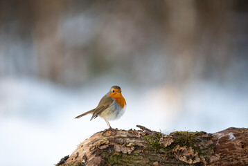 Rotkehlchen im Winter