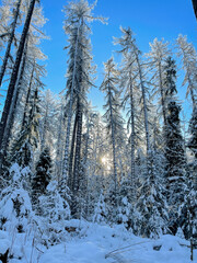 Winter Sunny Forest Landscape. Snowy winter landscape. Vertical photo.
