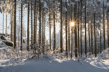 Winter forest of the Harz mountains in Lower Saxony, Germany. Winter wonderland with a snowy forest...