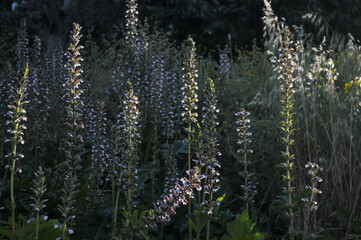 Blue Flowers on dark background.