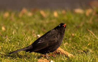 Blackbird perching on a patch of grass, looking upwards.