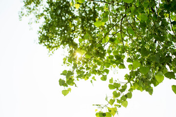 Low angle view of leaves growing on tree against clear sky