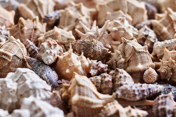 Sea shell pattern