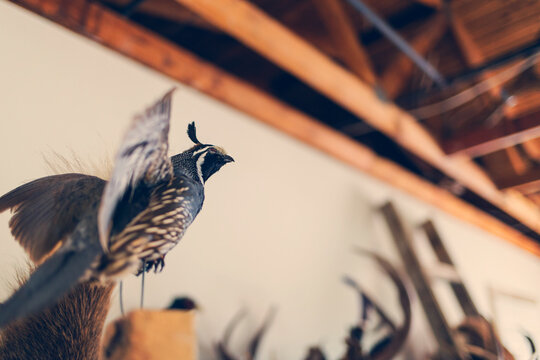 Low angle view of stuffed bird in workshop