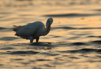 Great Egret fishing at Tubi bay, Bahrain