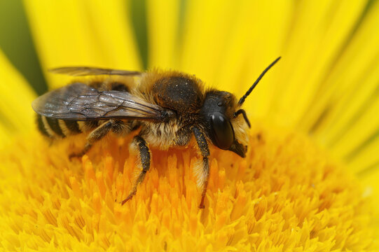 Closeup of a male leafcutter bee , Megachile ericetorum on a yellow flower in the garden
