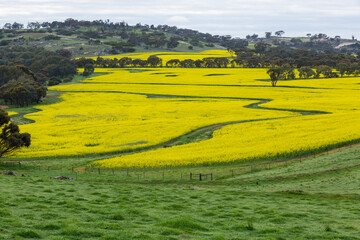 Acres of Canola fields with path running through, Beverley, WA