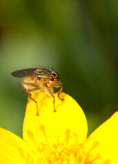 Yellow dung fly