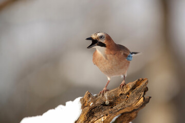 Eurasian Jay (garrulus glandarius) searching for food in the snow with a nice background in the forest in Salland area in the Netherlands