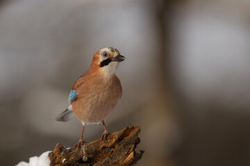 Eurasian Jay (garrulus glandarius) searching for food in the snow with a nice background in the forest in Salland area in the Netherlands