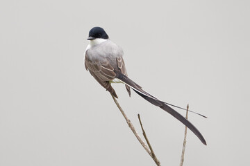 Gabelschwanztyrann auf einem Zweig