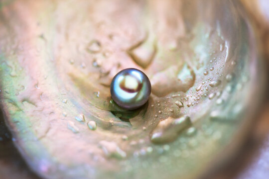Close-up of pearl in wet oyster