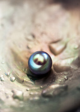 High angle view of pearl in wet oyster